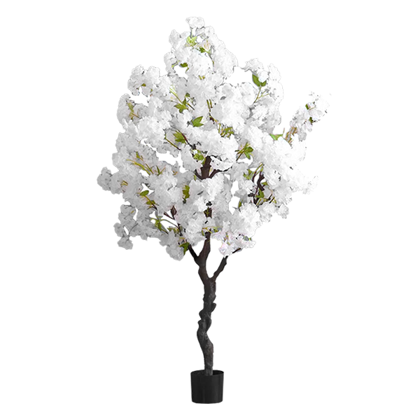 Arvore Cerejeira Branca  1.5M